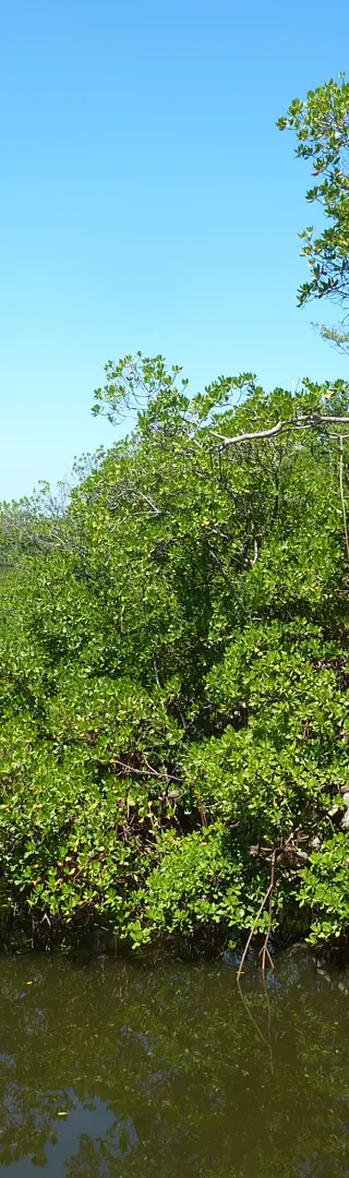 MacArthur Beach State Park